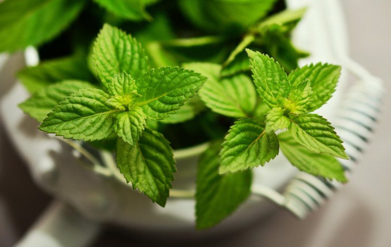 Overhead view of a cluster of bright green mint leaves resting in a white tea kettle with a textured handle