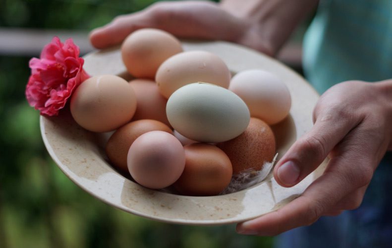 hands holding a plate of eggs for scrambling after oral surgery